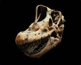 jan schoelzel photography hanover hannover science 