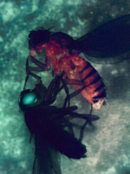 jan schoelzel photography hanover hannover science 